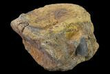 Hadrosaur (Edmontosaurus) Caudal Vertebra - South Dakota #145895-3